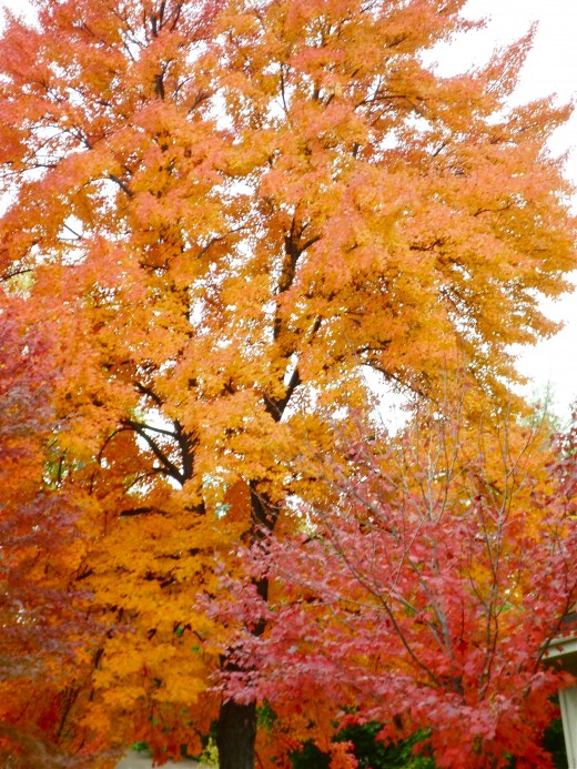 The yellow trees are glowing this year.