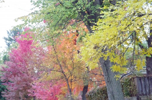 The muted colors of fall