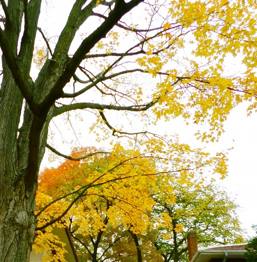 The dark bark against the yellow is dynamic.