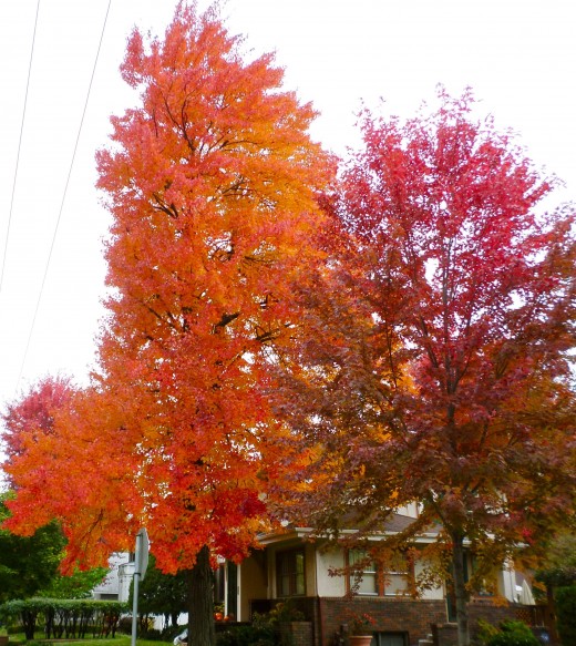 This Sugar Maple is blazing like it's on fire.