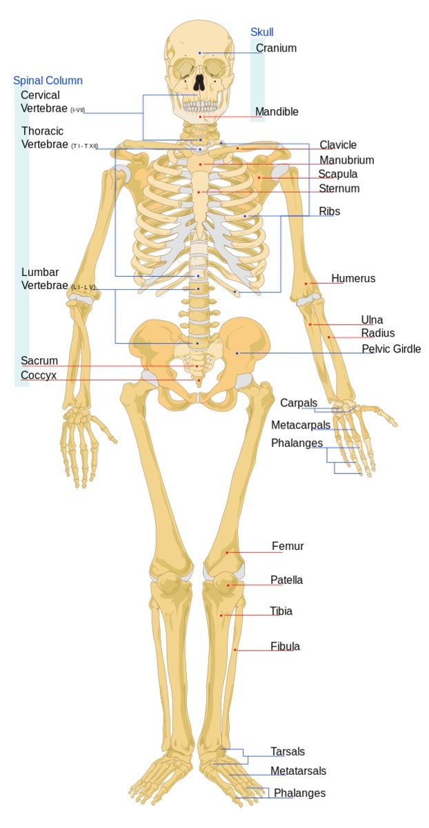 Bones in the human skeleton