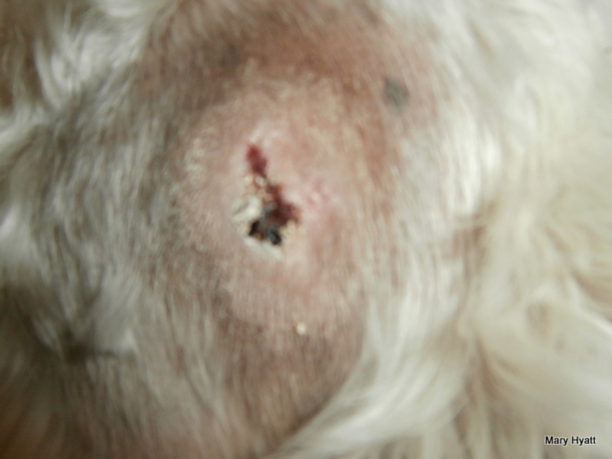 The Danger Of Spider Bites To Your Dog Photos Of The Wolf Spider Bite My Dog Suffered Pethelpful