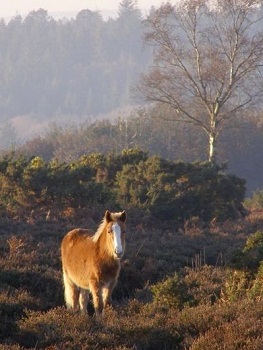 Young New Forest pony grazing 