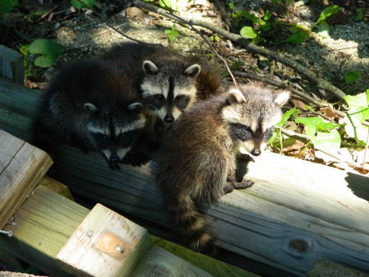 Baby raccoon visitors to our country home