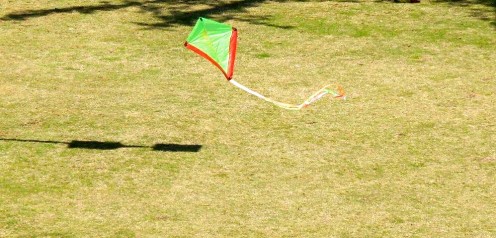 Watching kites fly