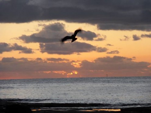 Sunrise and a crow