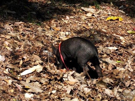 The pig in a leash! 