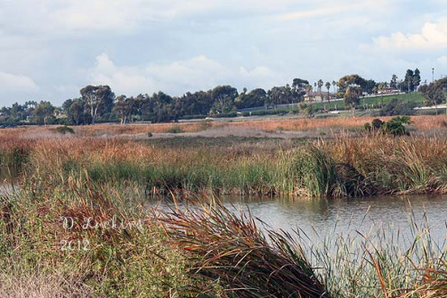 This is from the 2012 bird count at the Buena Vista Lagoon.