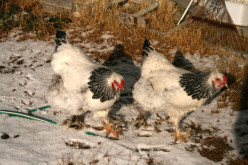 5 Reasons Why Your Hens Aren’t Laying