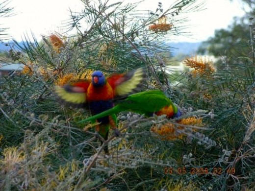 Rainbow Lorikeet