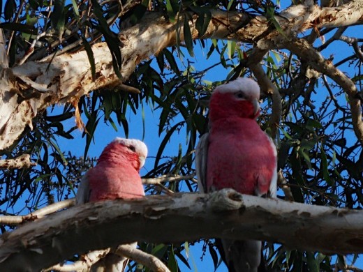 Two Galah's sitting in a tree.