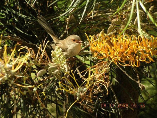 Brown Honey Eater