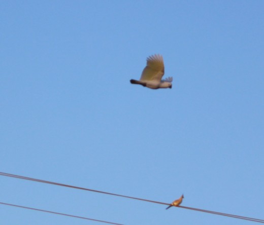 Cockatoo