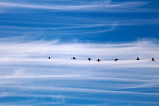 I believe these are the Noisy Friar Bird's. 