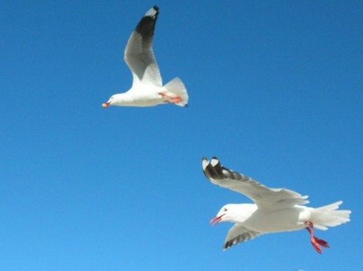 Seagulls at the beach