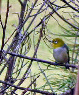 Silvereye Bird.  Taken in 2008