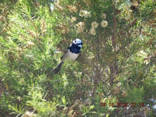 Supurb Fairy Wren. Taken in 2007 or 2008