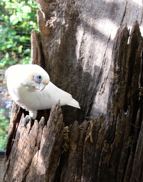 Corella - Ground feeder. 