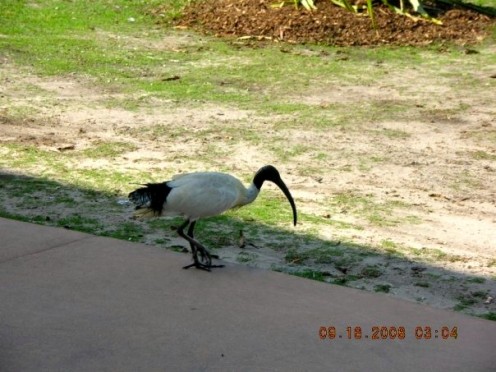 White Ibis- Feeds on insects and small creatures