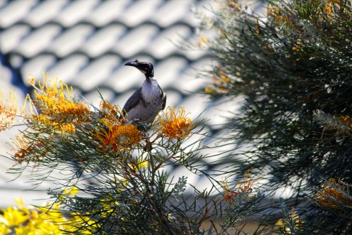 Noisy Frairbird - Honey eater