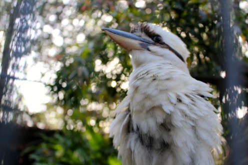 Laughing Kookaburra - Largest Kingfisher.