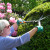 Boxwood clipping with two-handed shears (There are many things that you can do with topiary - it is an art form. Boxwood clipping with two-handed shears (There are many things that you can do with topiary - it is an art form.