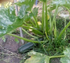 My zucchini plants are doing well enough, I have already picked some zucchini, now I am letting one zucchini grow and make seeds. Today I have looked at my large zucchini and it is grown about forty centimetre long, it will have plenty of seed.