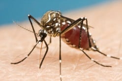 4 Most Common Mosquito Repellents