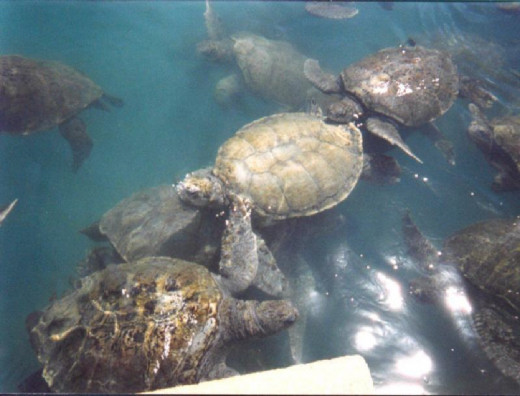 Sea Turtles