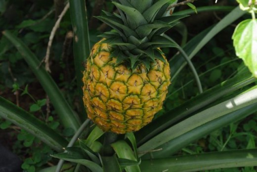Ripe pineapple grown in my yard, it was bright yellow and made the whole house smell like pineapple.