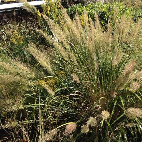 A record in the tall grasses.
