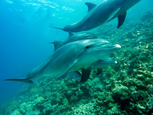 Dolphin Trivia! Today's trivia question is do dolphins have a sense of