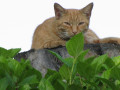 6 Signs That You Should Bring Your Cat to a Veterinarian