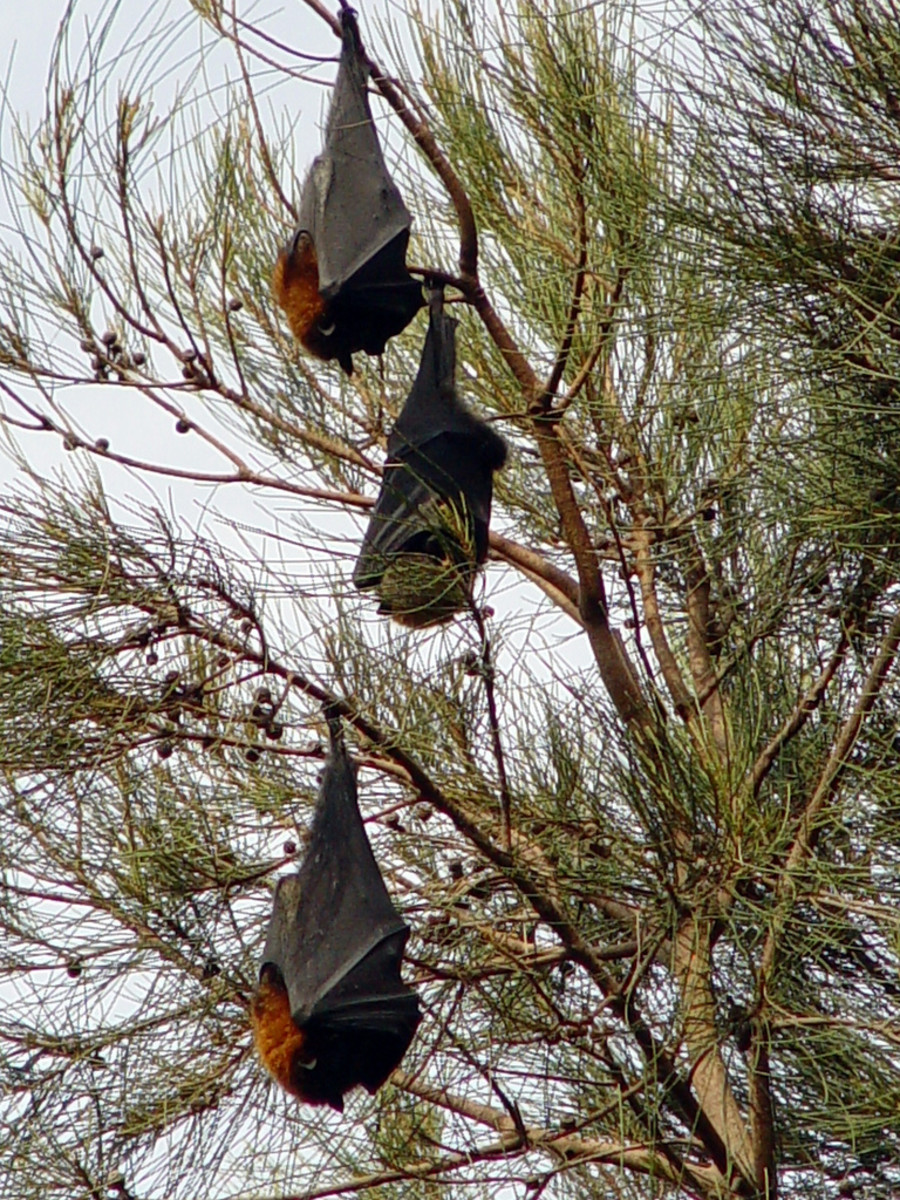 Alc-Negros Naked-backed Fruit Bat: Philippine Bare-Backed 