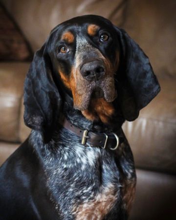 I had to start this hub with a special picture of this blue tick hound. No we are not talking about blue tick hounds in this hub, I just wanted to start this hub with a special picture.