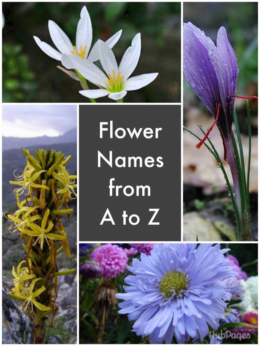 Alphabetical list of Flowers