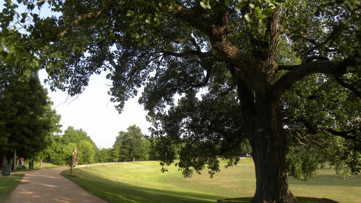 Tree shaded trails at Katherine Fleischer Park Wells Branch Austin Texas