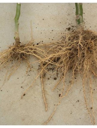The root system on the left is the usual root system of most plants.  The root system on the right is one that has been grafted.