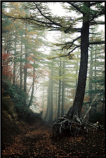 Trees seem to levitate within the forest.