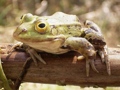 Frog on bough