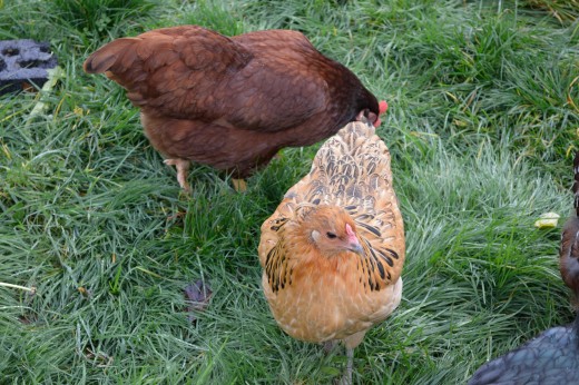 No, not this chicken soup!