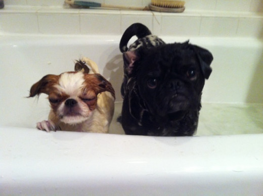 Do my dogs know I'm hoping they don't jump out of the tub while I take their picture?