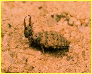 The antlion. This is the antlion in its weird-looking larva stage.