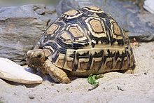 The leopard tortoise with his leopard spots.