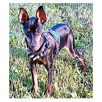 Spike the Miniature Pinscher