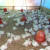 Three Week Old Chicks Notice the heater lights have been removed Three Week Old Chicks Notice the heater lights have been removed
