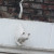 Cat 2 Cat 2