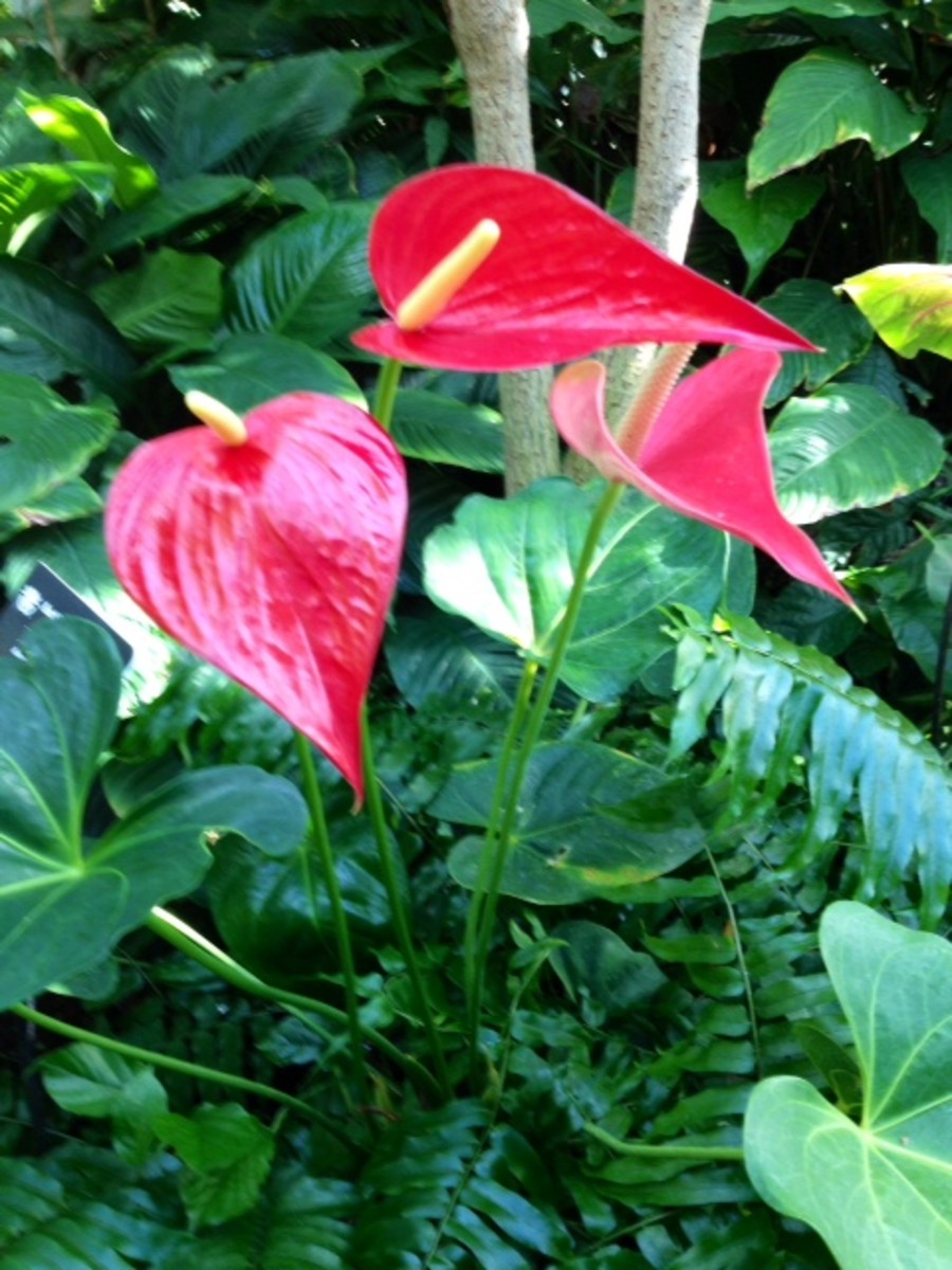 Photo 11 - Red Anthurium Flowers.  A great tropical or indoor plant and flower.