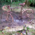 Petrified Bike Petrified Bike