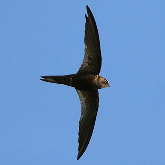 Swifts can often be spotted in urban parks on summer days. 
